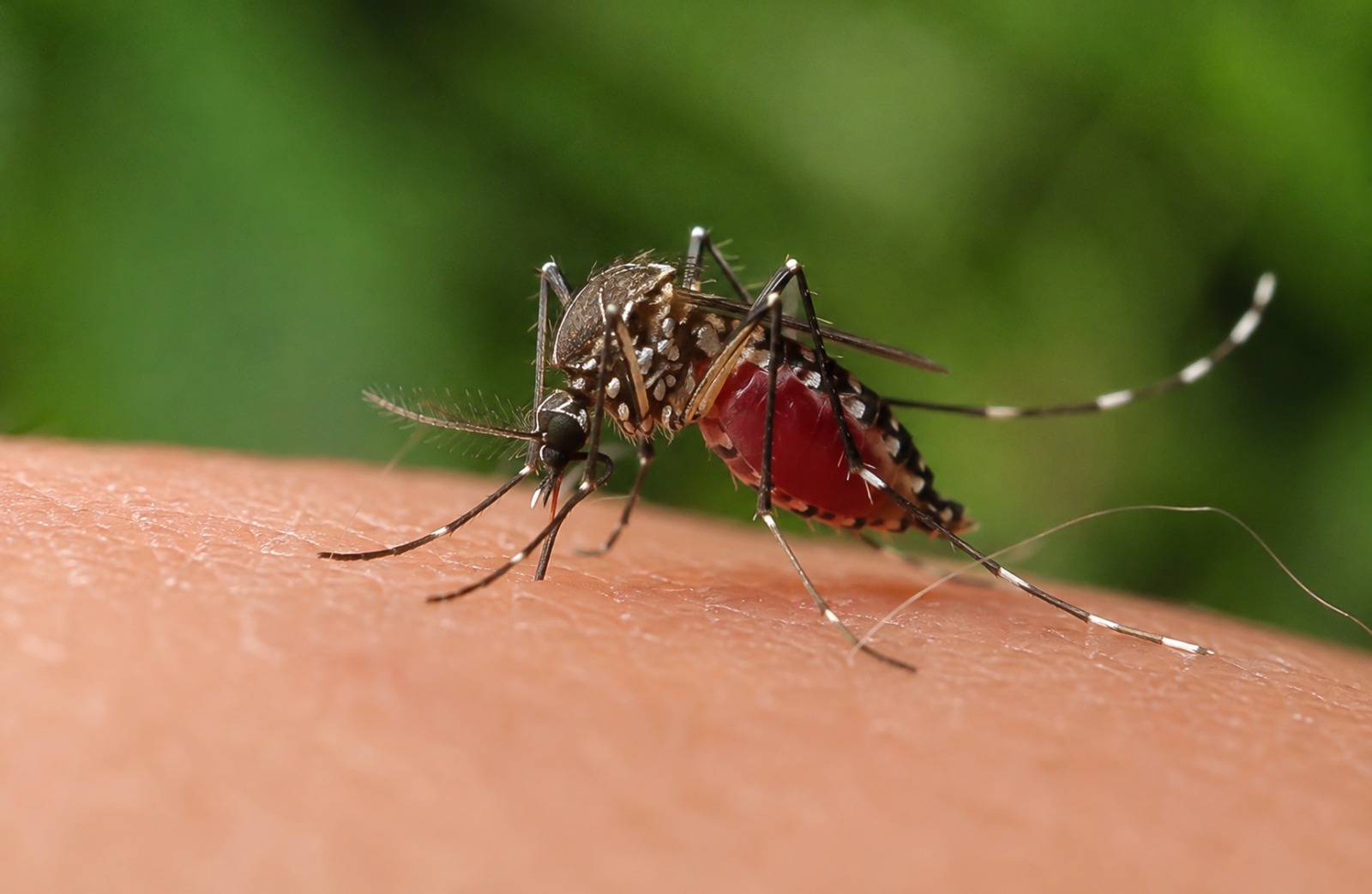 Refuerza IMSS acciones de prevención y detección contra el dengue